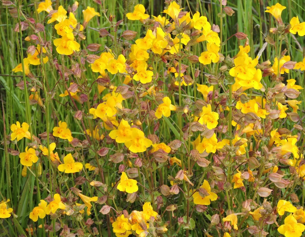 Bright Yellow Erythranthe Plants
