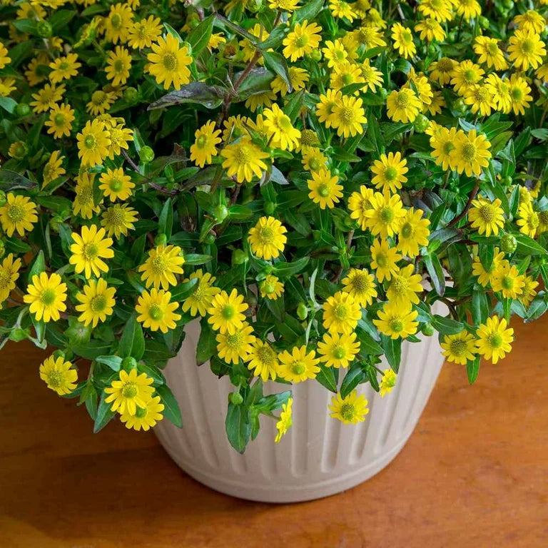 Bright Yellow Sanvitalia Garden Blooms
