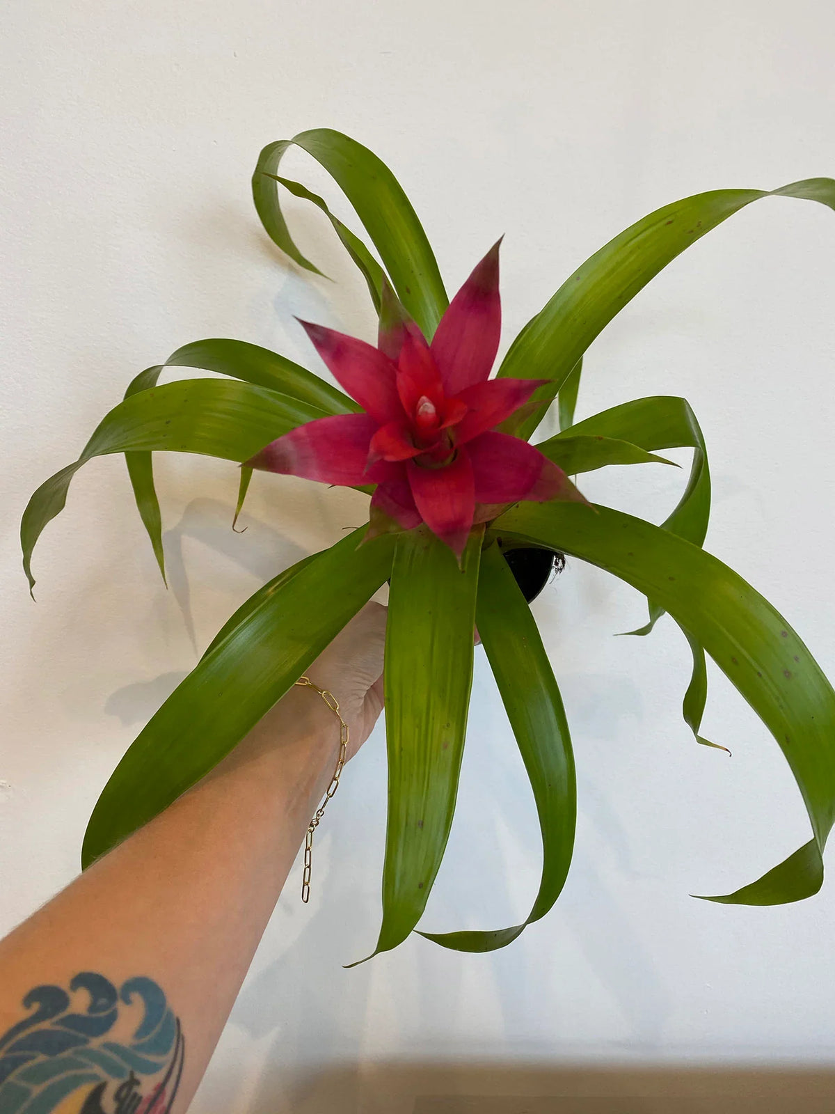 Burgundy (Burgundy Bromeliad) seeds for planting in home garden