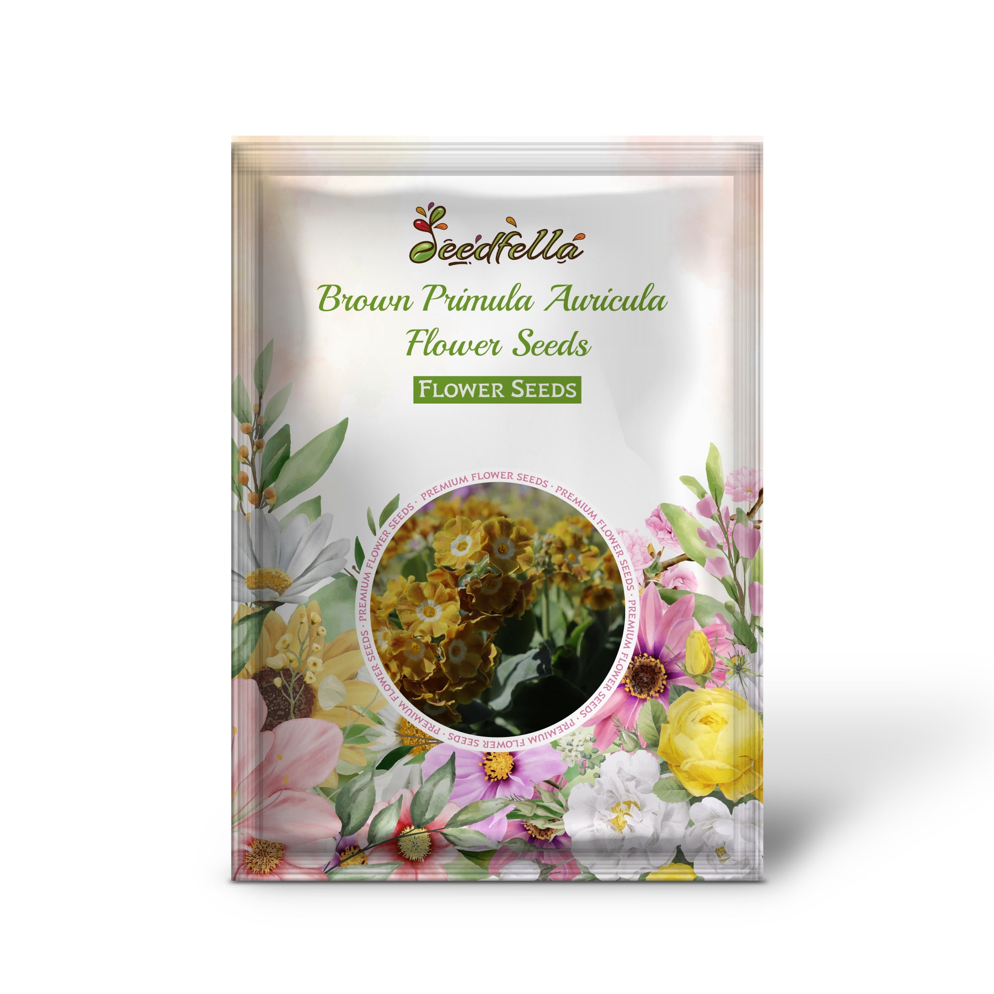 Brown Primula Auricula flowers blooming