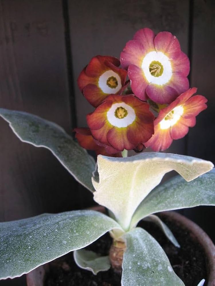 Non-GMO Brown Primula Auricula seeds