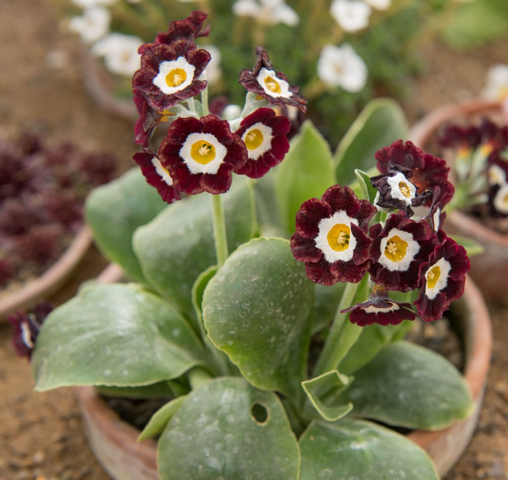 Ornamental Primula Auricula plant with brown flowers