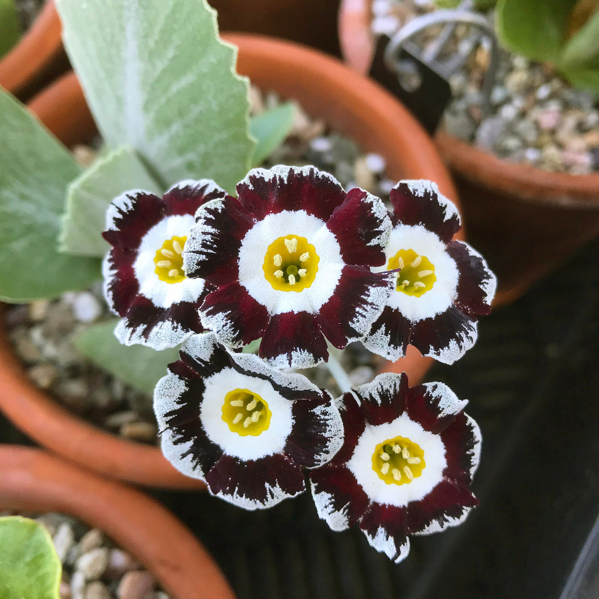Brown Primula Auricula plant growing in pot