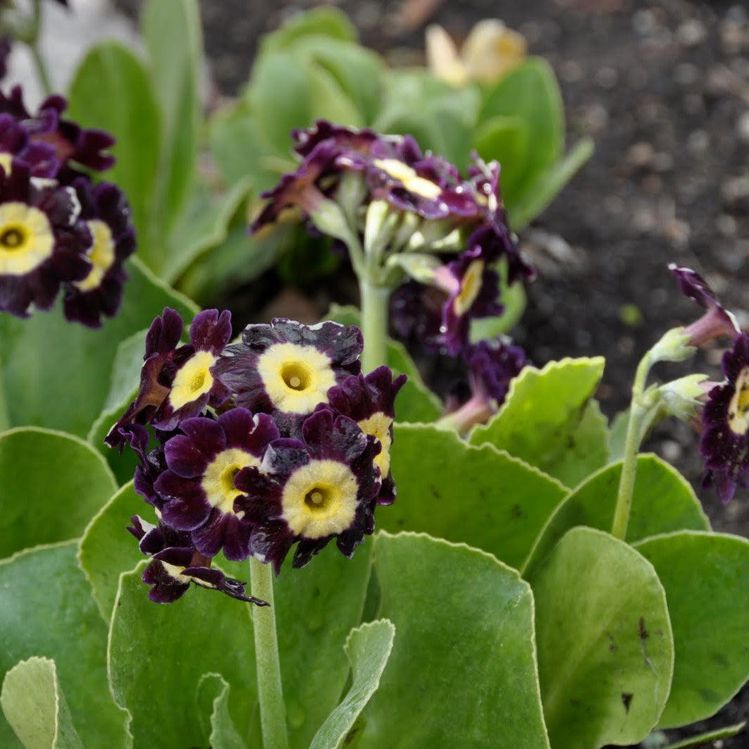 Brown Primula Auricula flower seeds for planting
