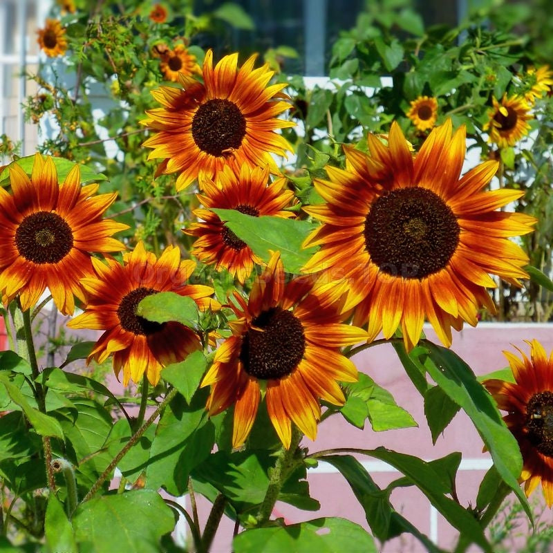 Brown sunflower bloom seeds for home gardens