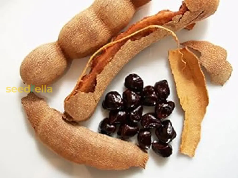 Brown Tamarind Seeds for planting and growing your own Tamarind tree.