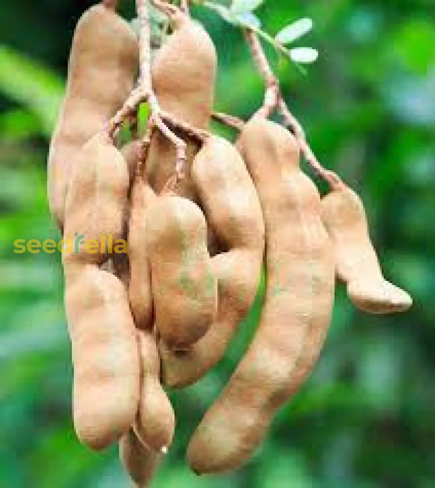 Plant Tamarind Tree Seeds for a sweet and tangy fruit harvest.