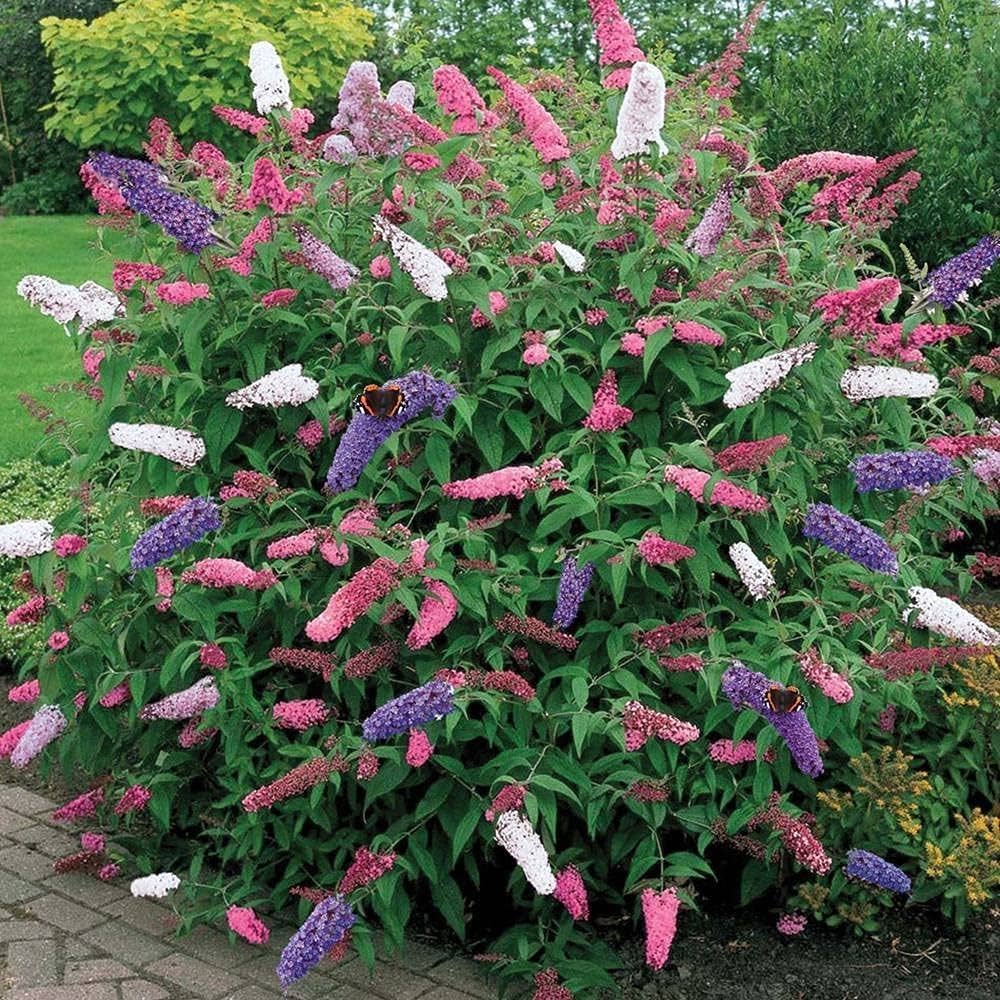 Non GMO Buddleia Davidii seeds
