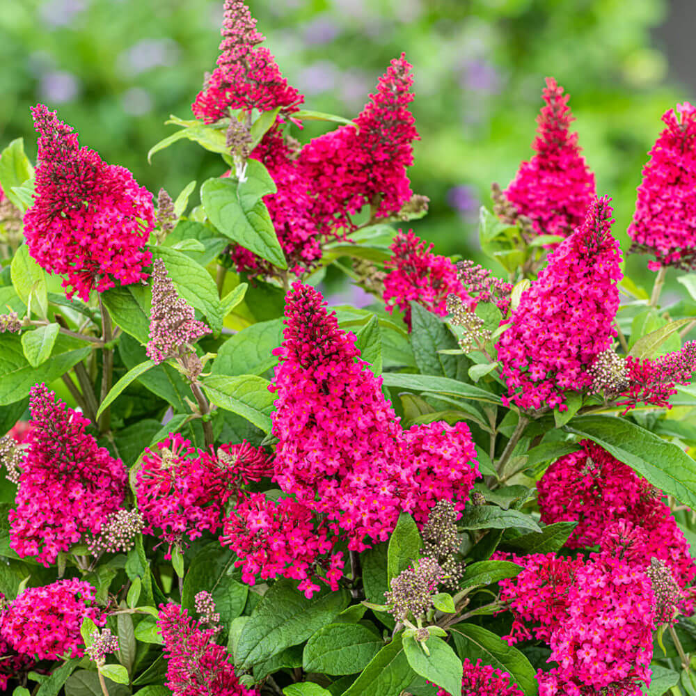 Buddleia Flower Seeds Planting Pink