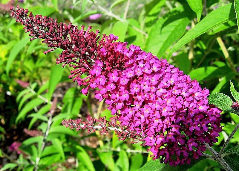 Buddleja Davidii Butterfly Bush Flowers