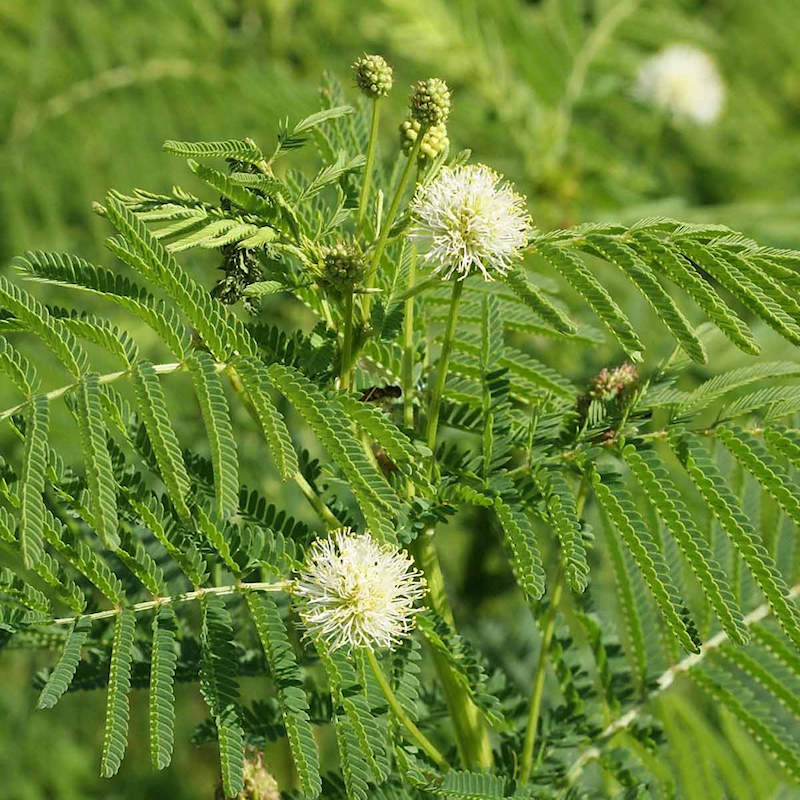 Yellow Bundleflower garden seeds for outdoor planting
