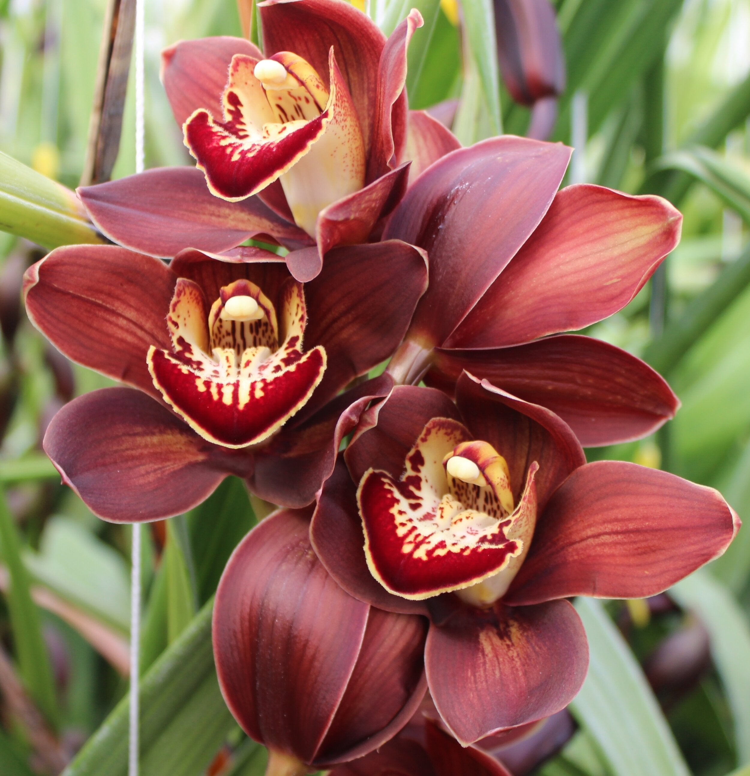 Burgundy Cymbidium Orchid indoor potted plant