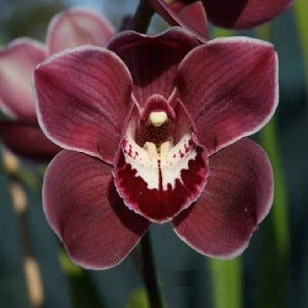 Non GMO Burgundy Cymbidium Orchid seeds