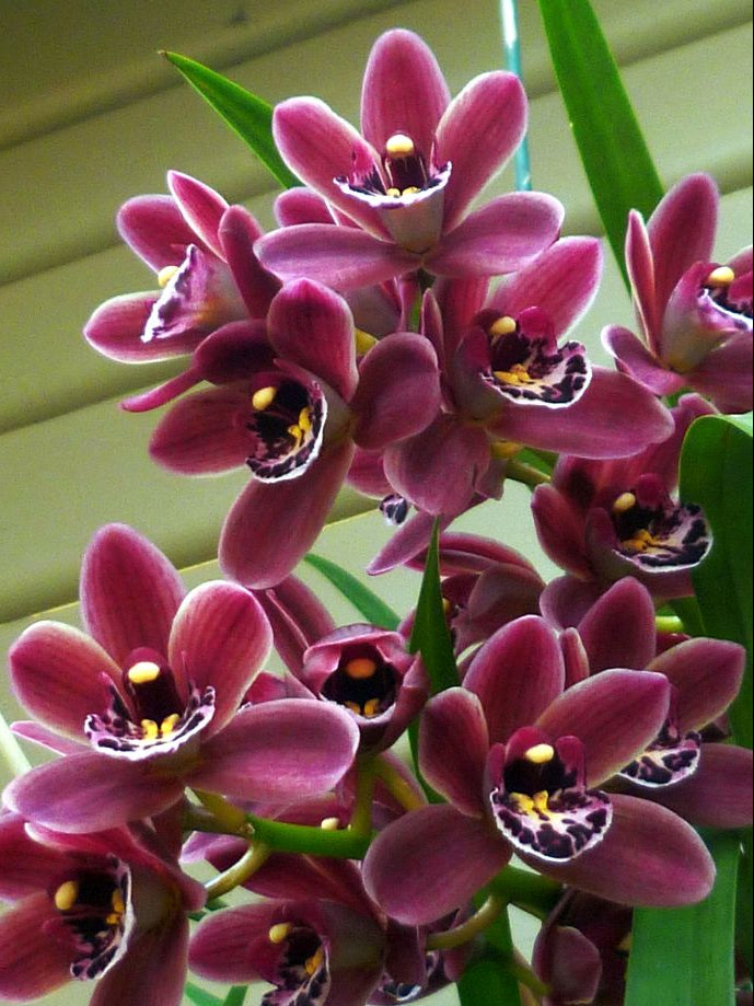 Ornamental Burgundy Cymbidium Orchid plant