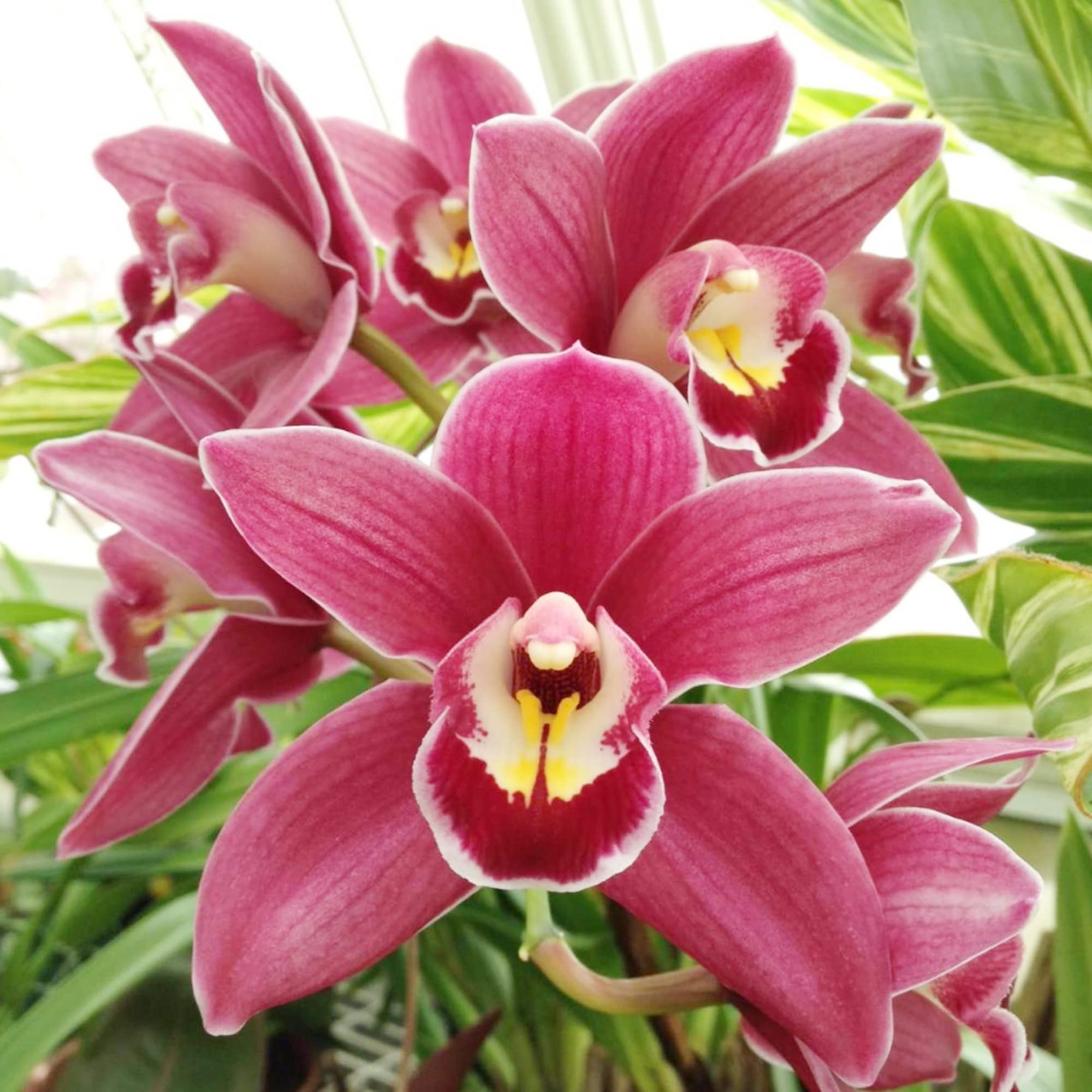 Burgundy Cymbidium Orchid seeds for planting