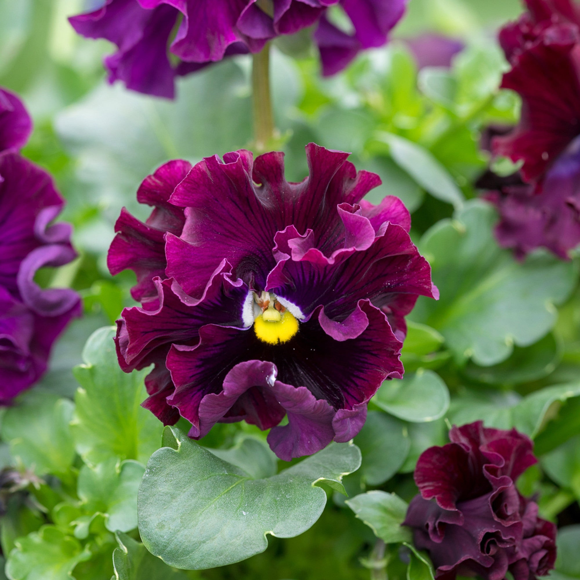 Burgundy Pansy in container garden
