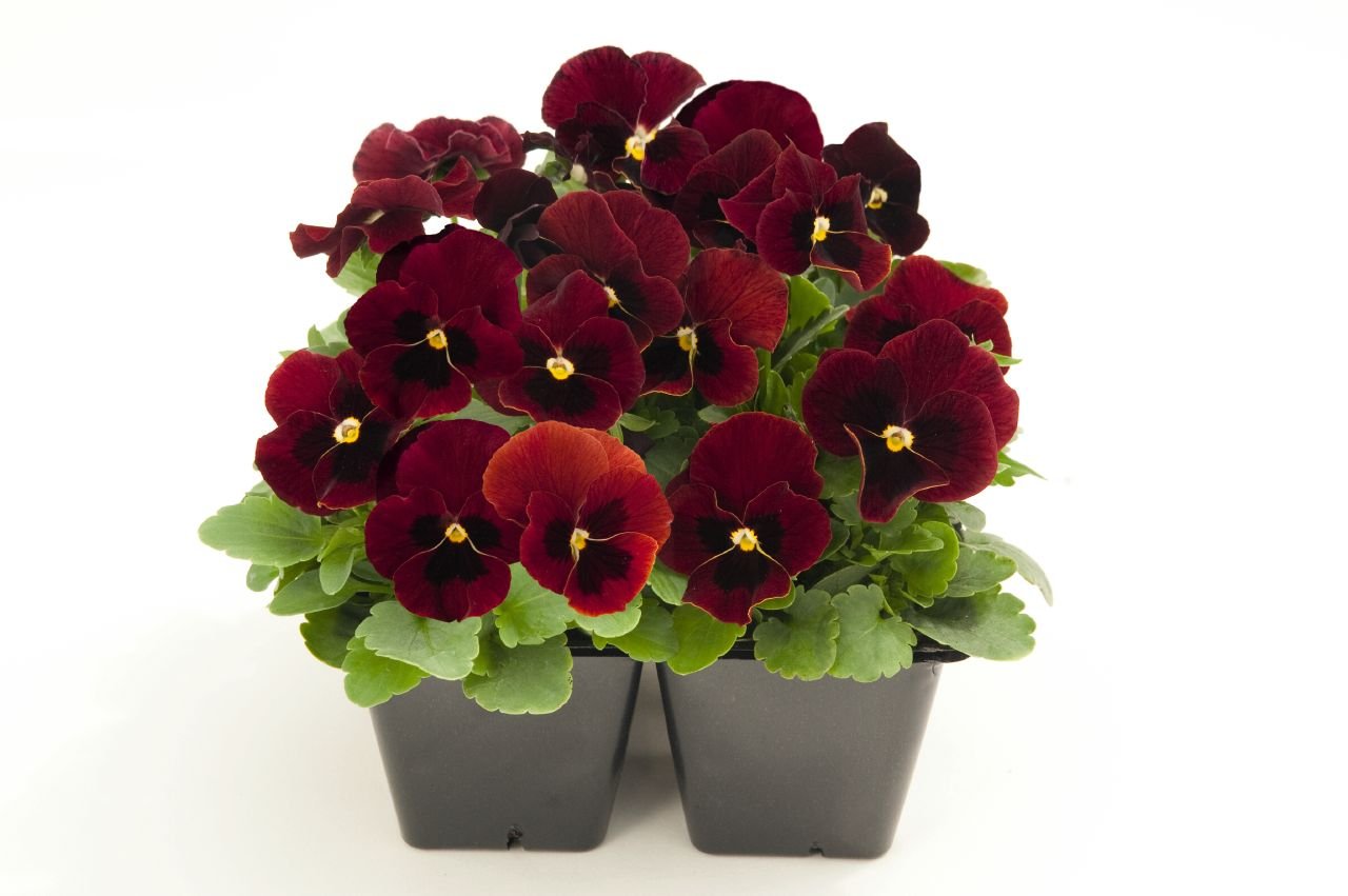 Non GMO Burgundy Pansy seeds