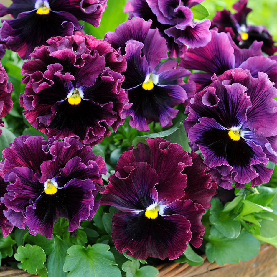 Ornamental Burgundy Pansy flowering plant