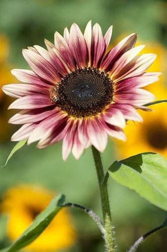 Burgundy sunflower garden seeds for outdoor planting