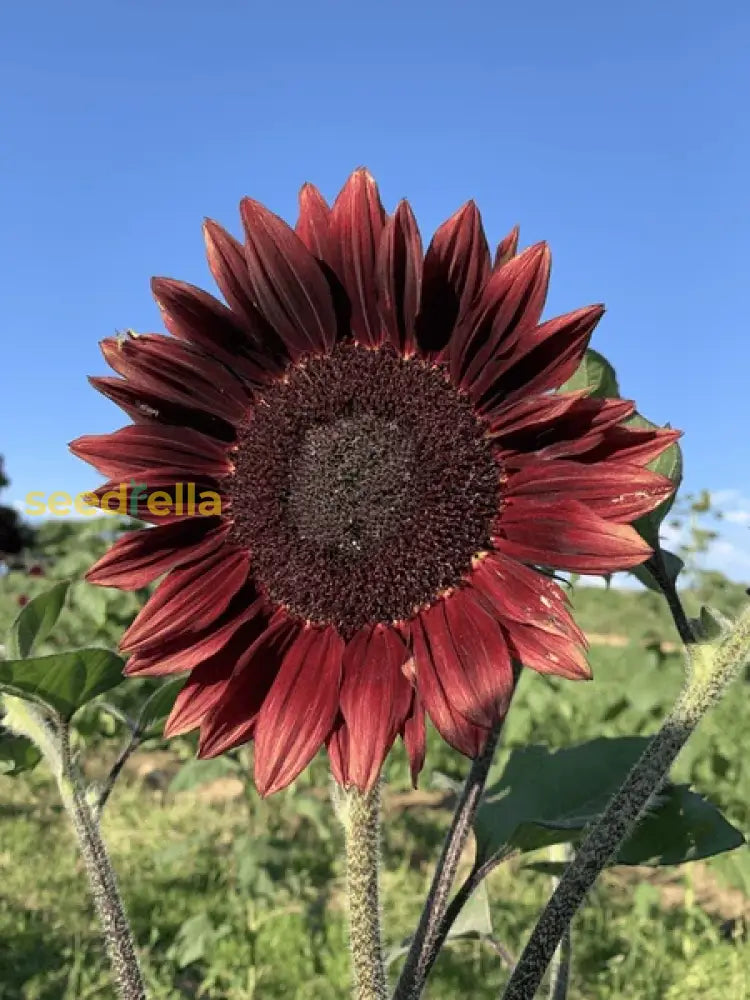 Ornamental Burgundy Sunflower flowering plant