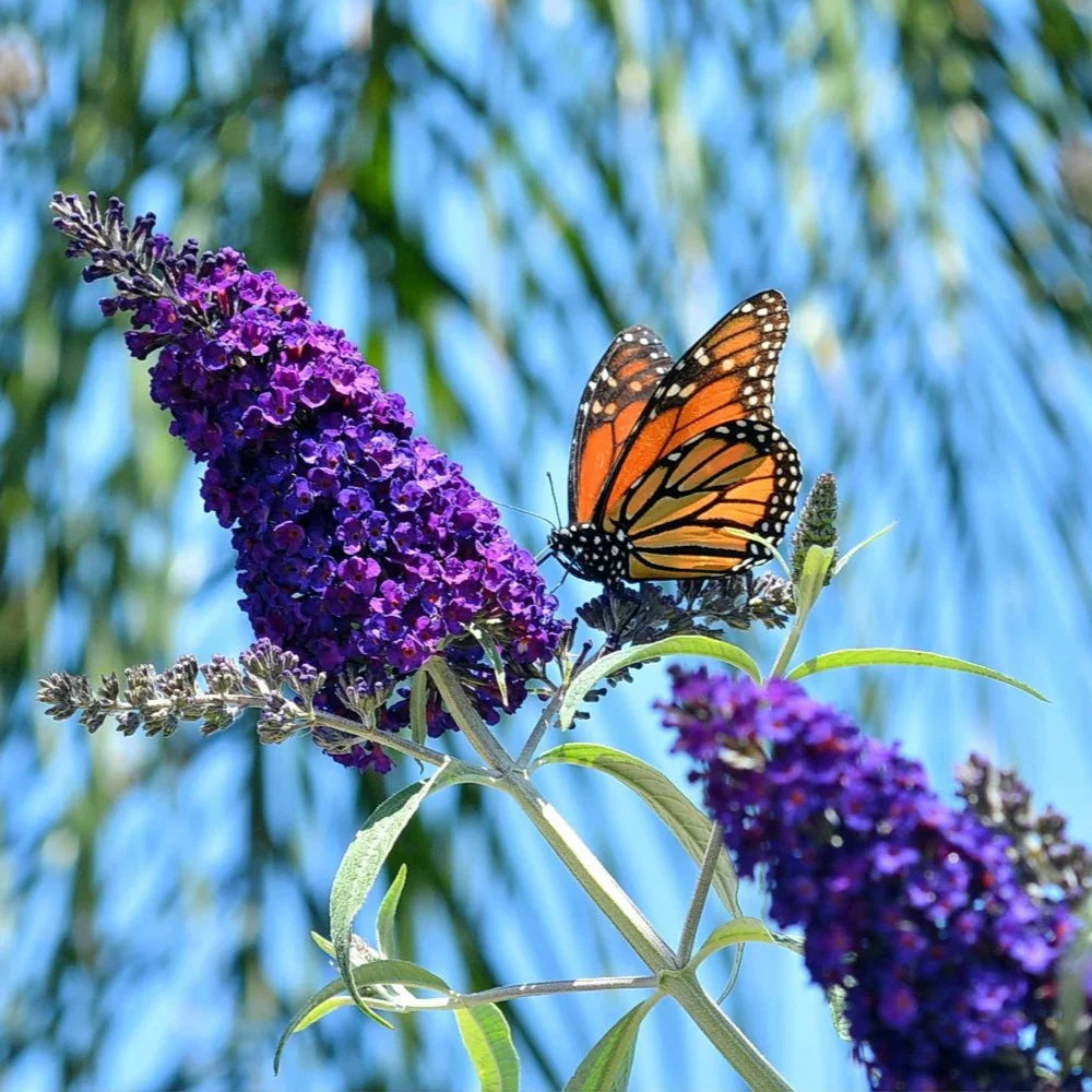 Fragrant Buddleja Flower Seeds For Planting Plant Seeds