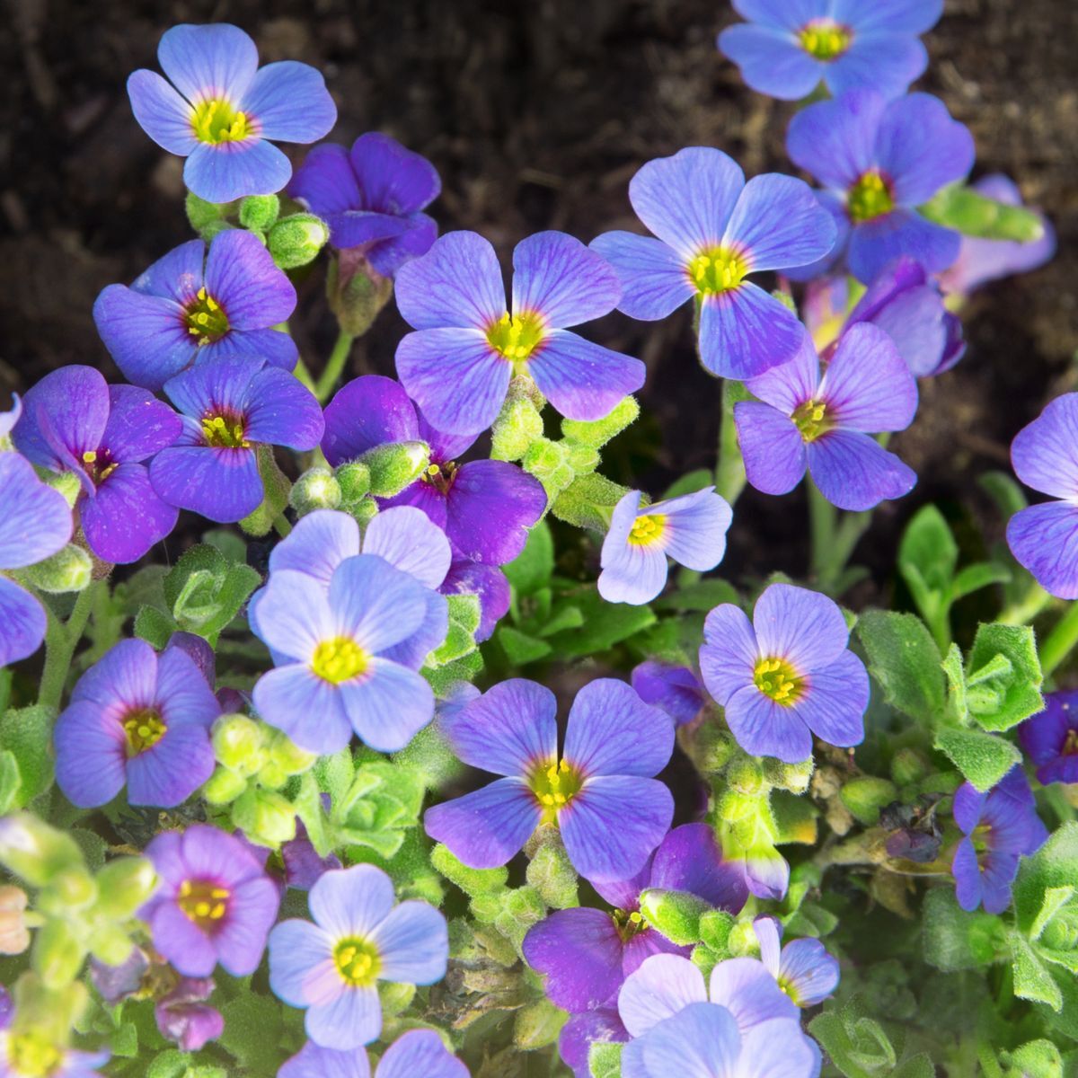 Plant Beautiful Blue Aubrieta Flowers - Quality Seeds For Your Garden