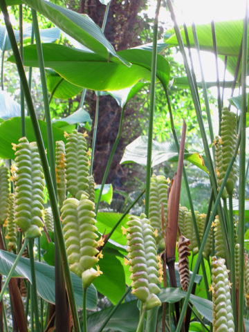 Cream Green Calathea Lutea Flower seeds for Planting - Vibrant Colors, Heirloom & GMO Free Seeds for Home Garden
 
 Sale for planting in home garden