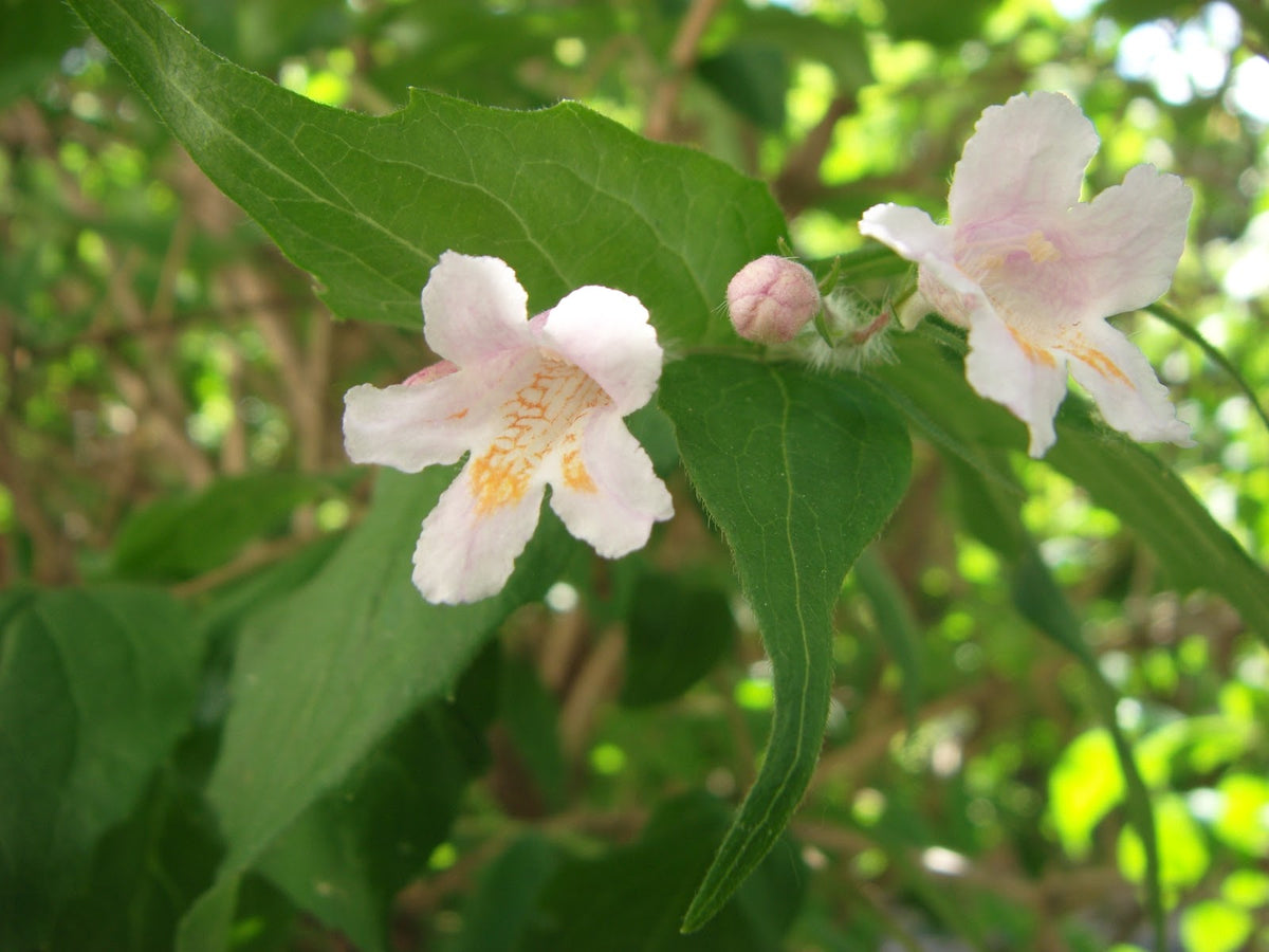 White Kolkwitzia Flower seeds for Planting - Pollinator Friendly, Heirloom & GMO Free Seeds for Home Garden
 
 Sale for planting in home garden