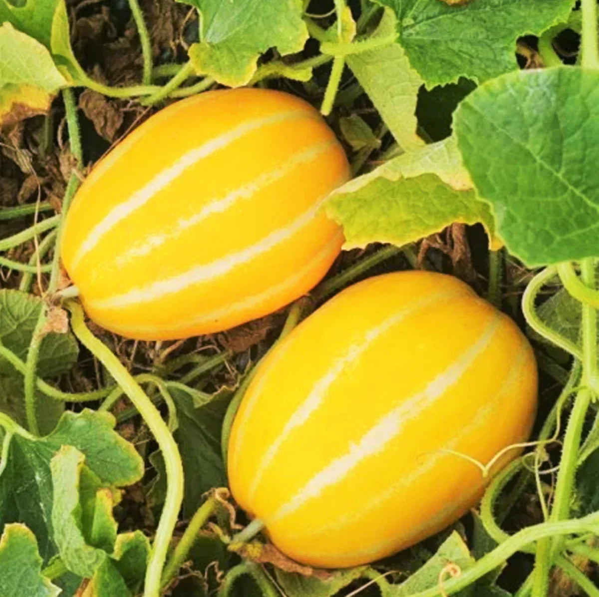 Yellow Sweet Melon Vegetable Seeds Planting