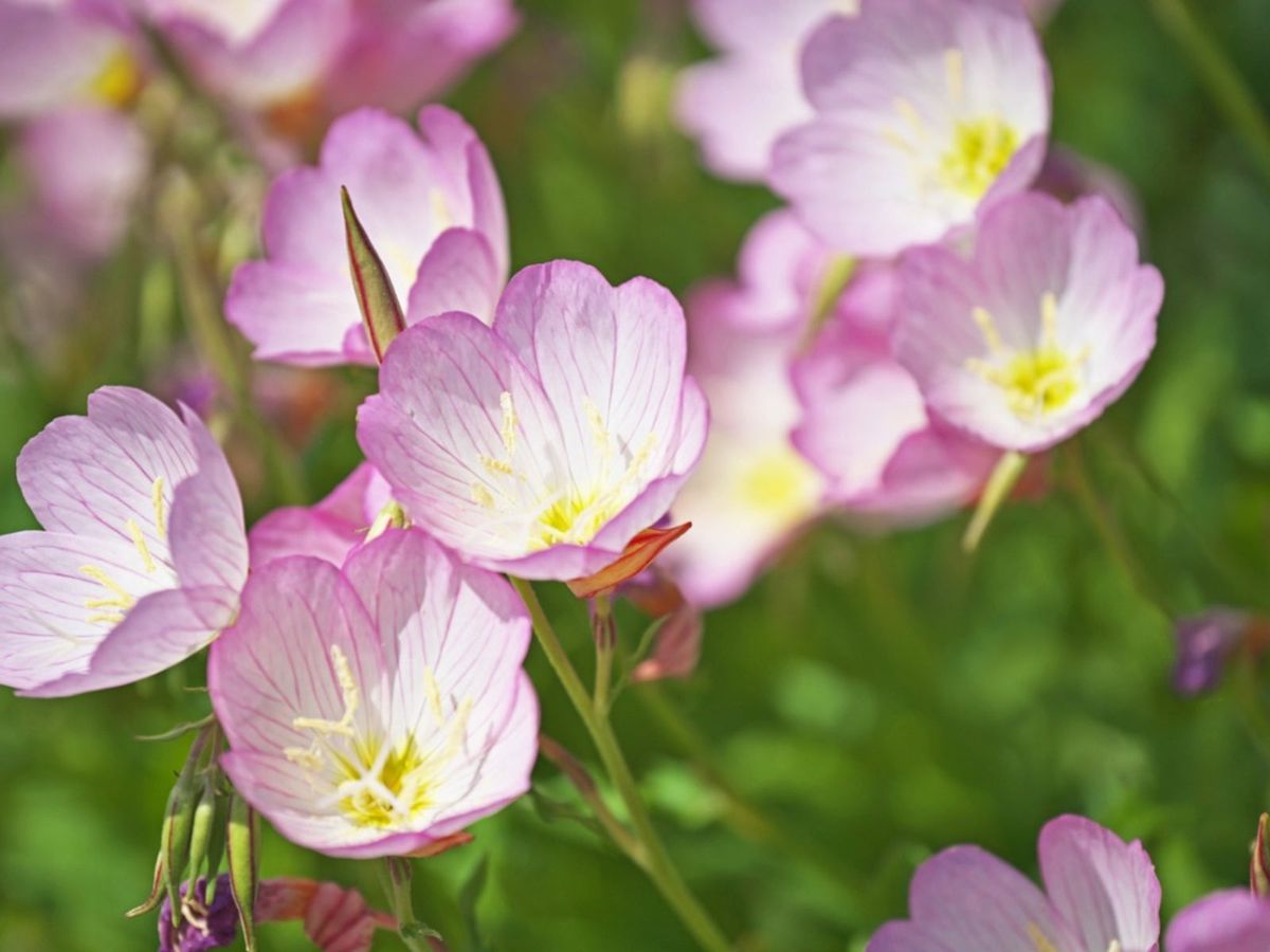 Light Pink Evening-Scented Flower Seeds For Planting Vibrant Home Gardens