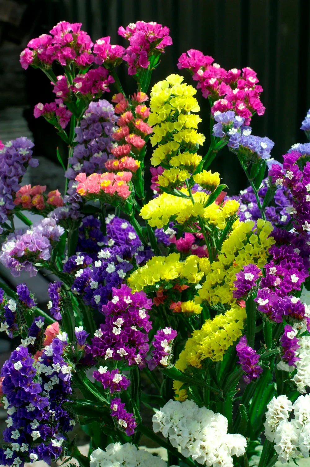 Statice (Statice Flower) seeds for planting in home garden