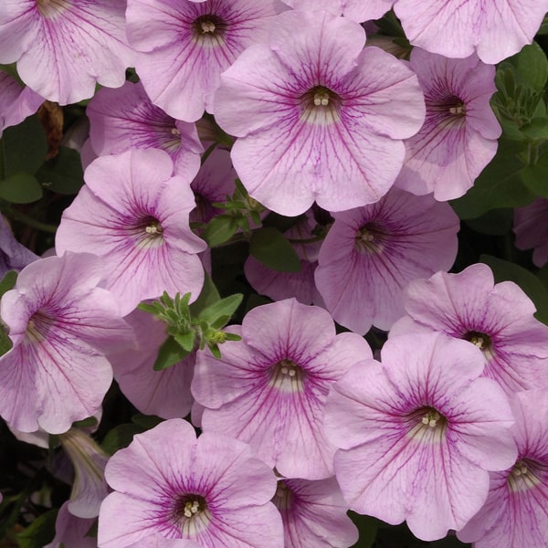 Dynamic Displays With Light Pink Petunia Flower Seeds For Charming Planting