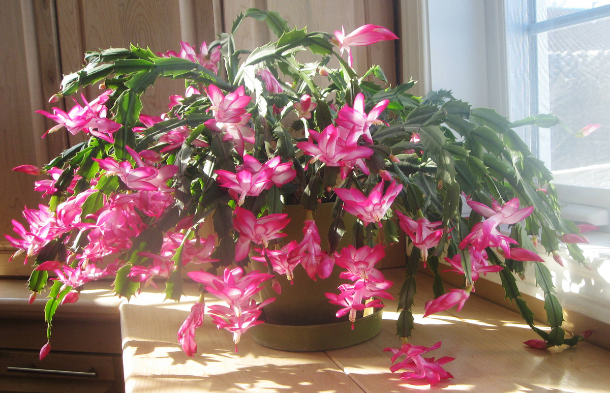Rosy (Rosy Schlumbergera) seeds for planting in home garden