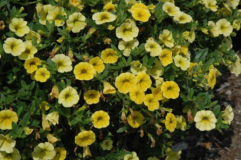 Ornamental Yellow Calibrachoa seeds for landscapes