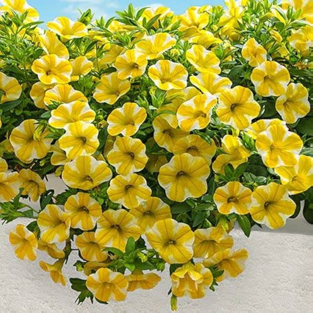 Yellow Calibrachoa Kabloom flowering seeds for gardens