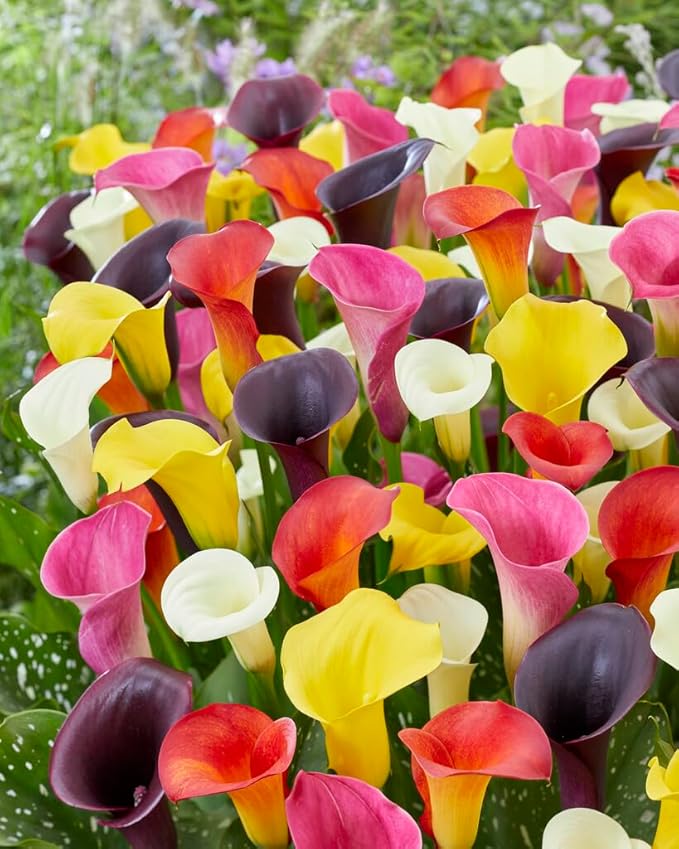 Calla Lily bulbs mixed colors for planting