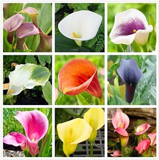 Calla Lily growing in decorative pot