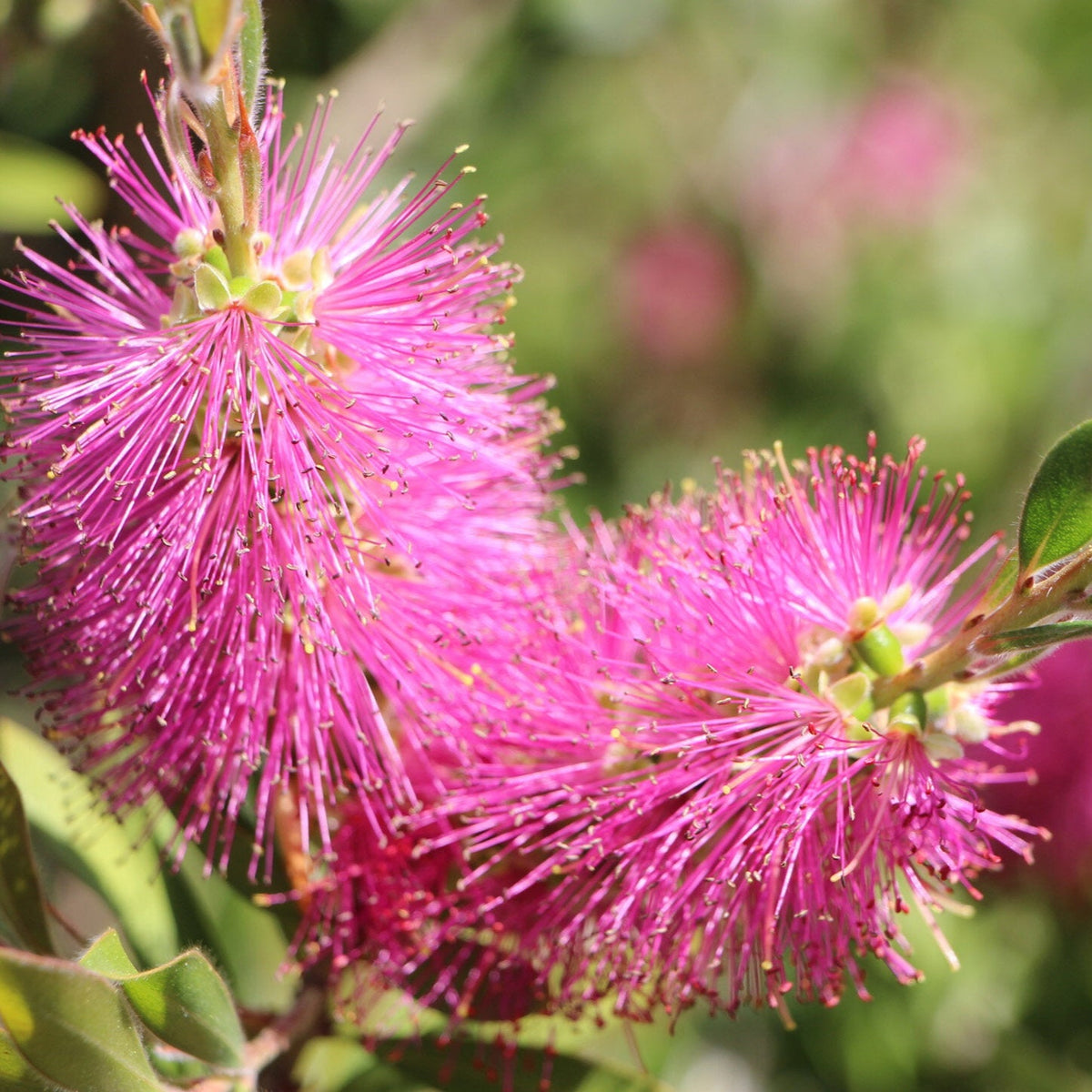 Pink Bottle Brush Flower seeds for Planting - Pollinator Friendly, Heirloom & GMO Free Seeds for Home Garden
 
 Sale for planting in home garden