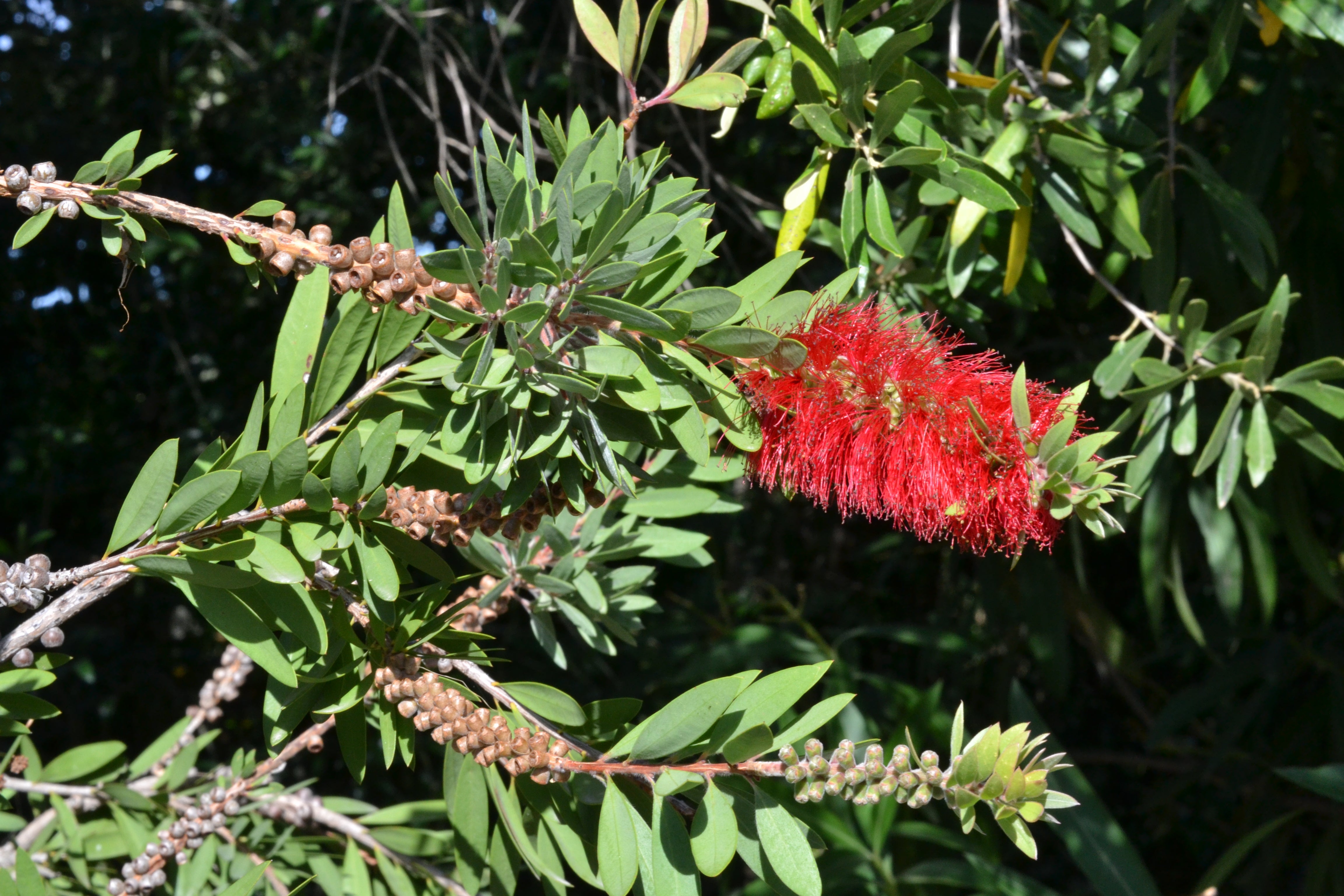 Bottle Brush Melaleuca Flower Seeds For Planting | Unique Tree