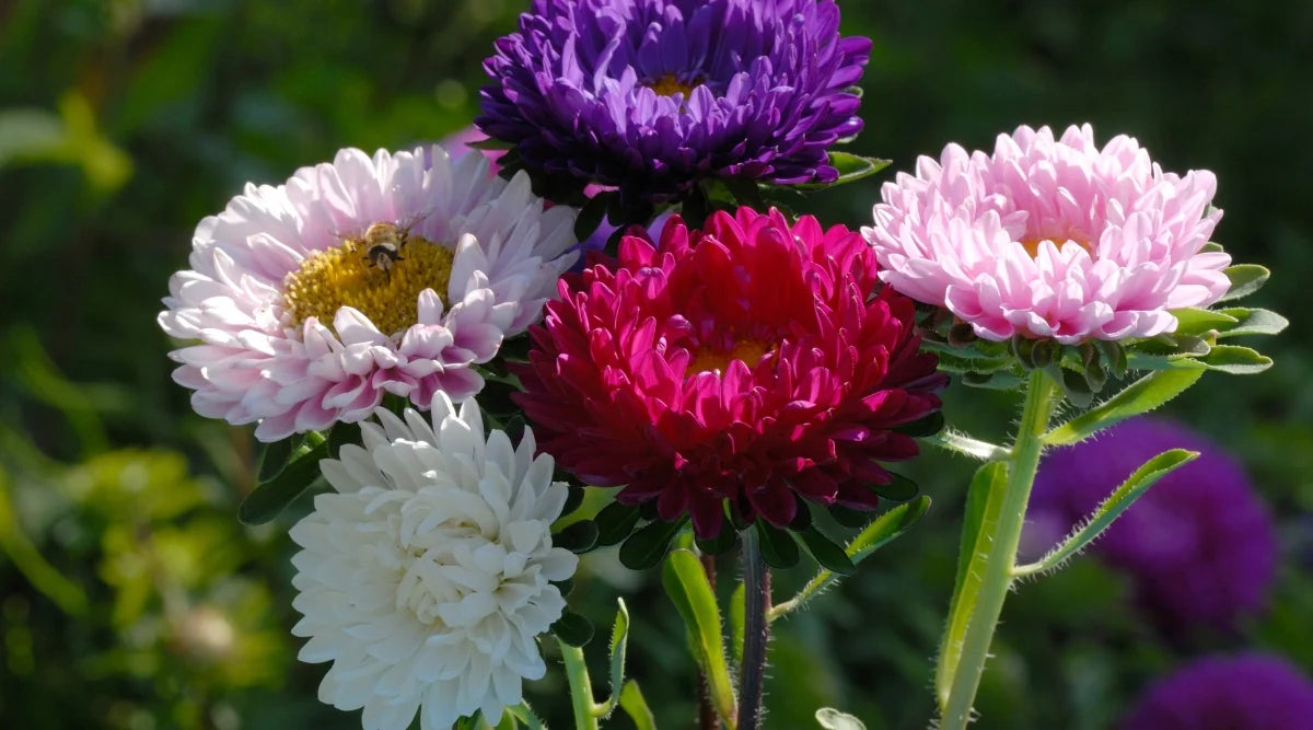 Pink & White Aster Seeds for Planting - Grow Beautiful Asters