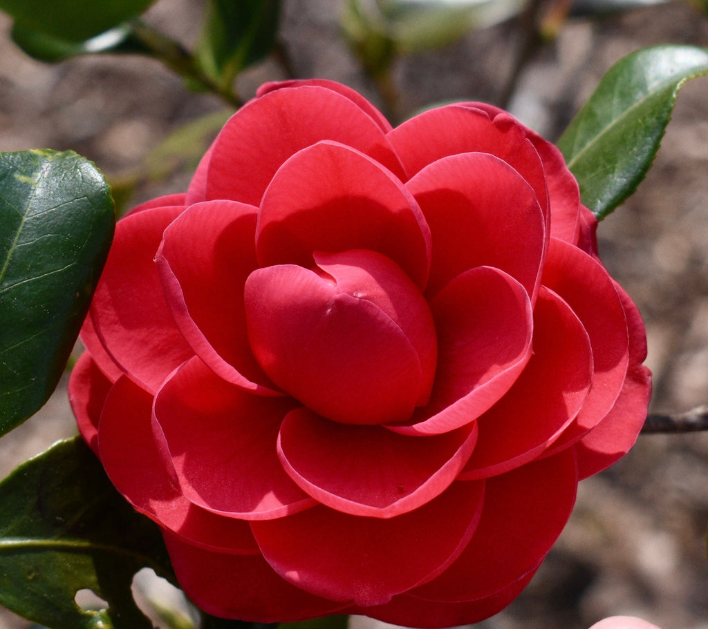 Camellia Red Flowers Seeds - Planting Graceful Blooms For A Stunning Garden Display Flower