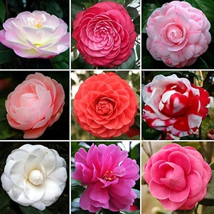 Camellia Mixed Blooms in Garden

