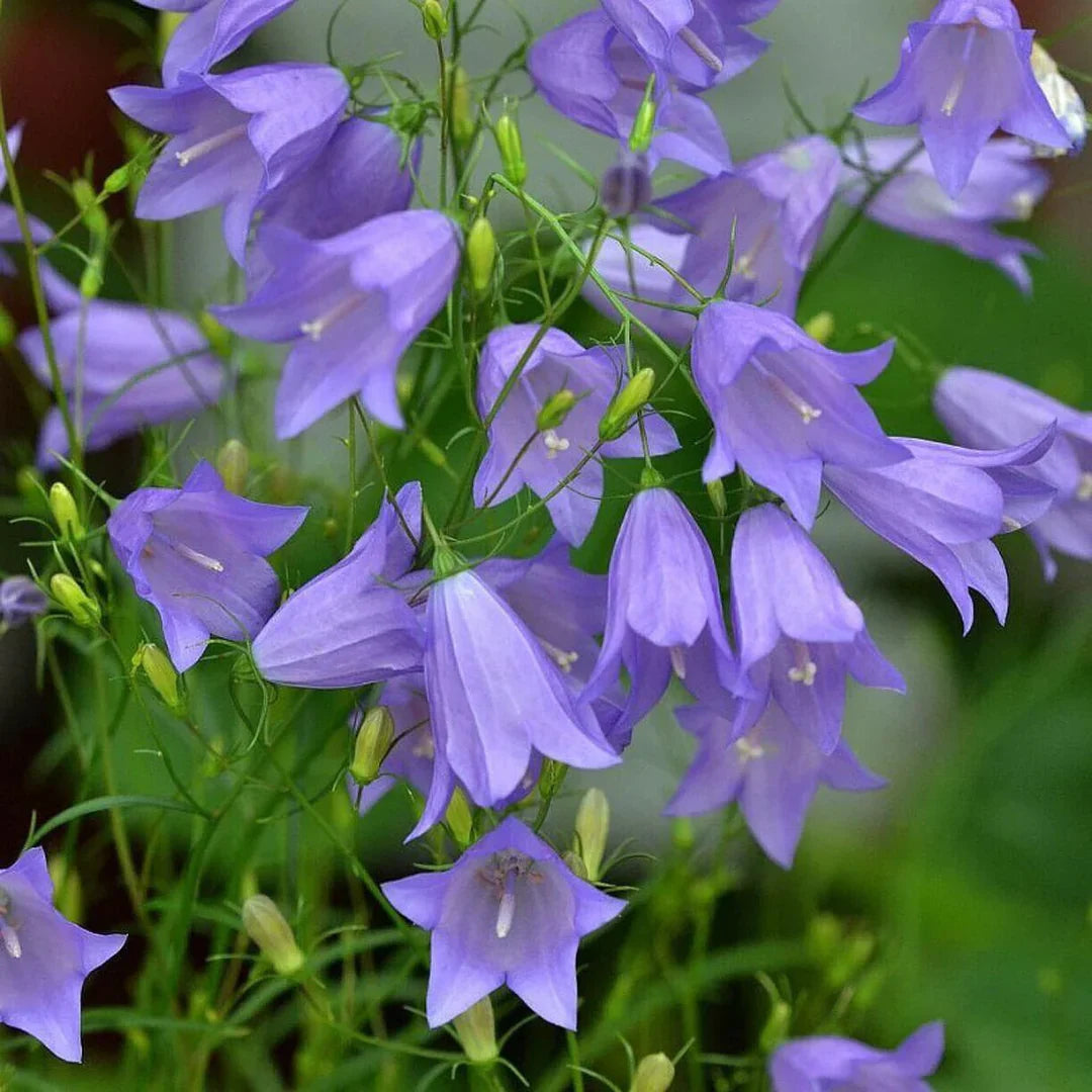 Harebell (Harebell Flower) seeds for planting in home garden