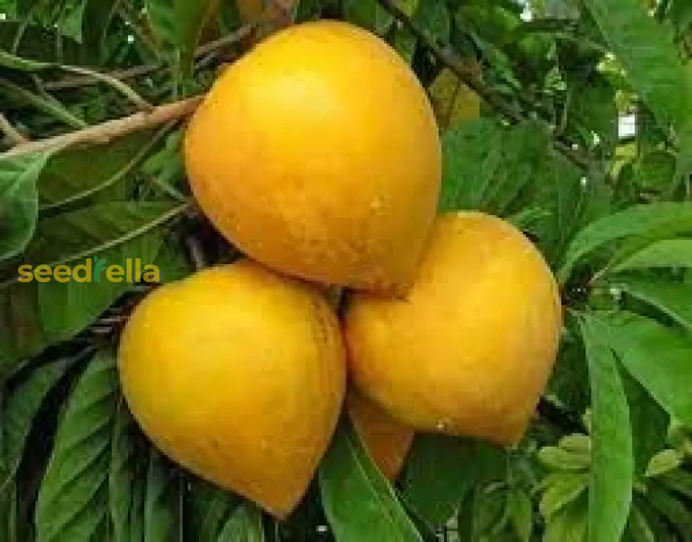 Campechiana Fruit Seeds for planting and growing tropical fruit trees.