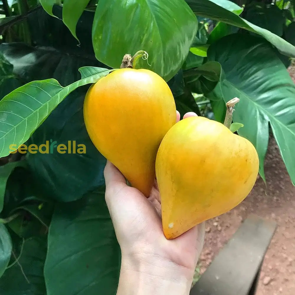 Plant Campechiana Tree Seeds for a bountiful fruit harvest.
