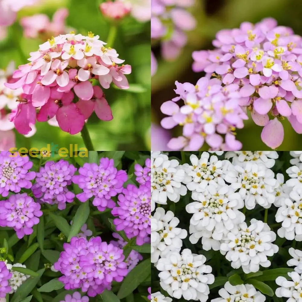 Mixed candytuft flowering seeds for gardens