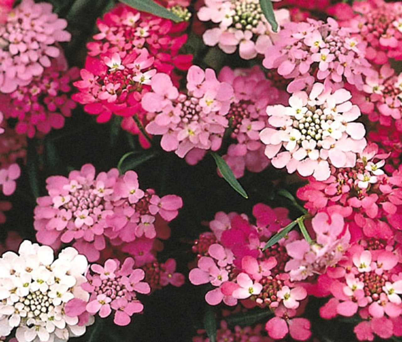 Iberis Candytuft Purple & Pink Mix seeds for colorful blooms