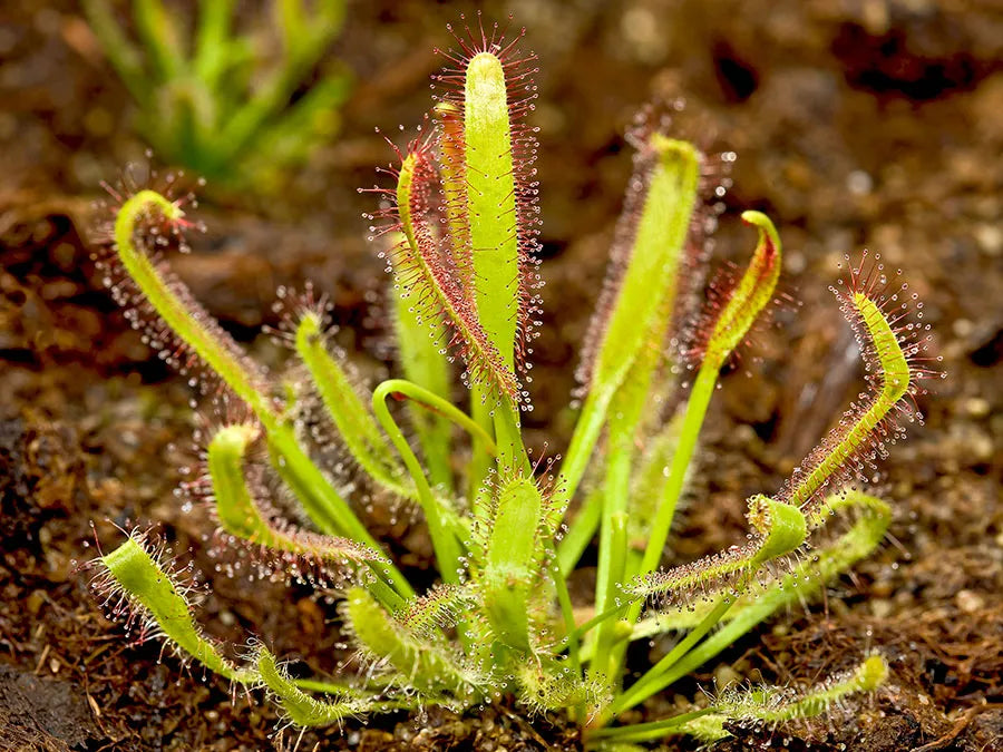 Sundew Plant Seeds For Planting: Grow Your Own Exotic Carnivorous Flowering Plants