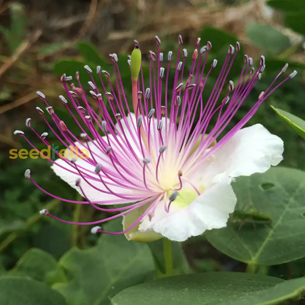 Blue Caper flowering seeds for gardens