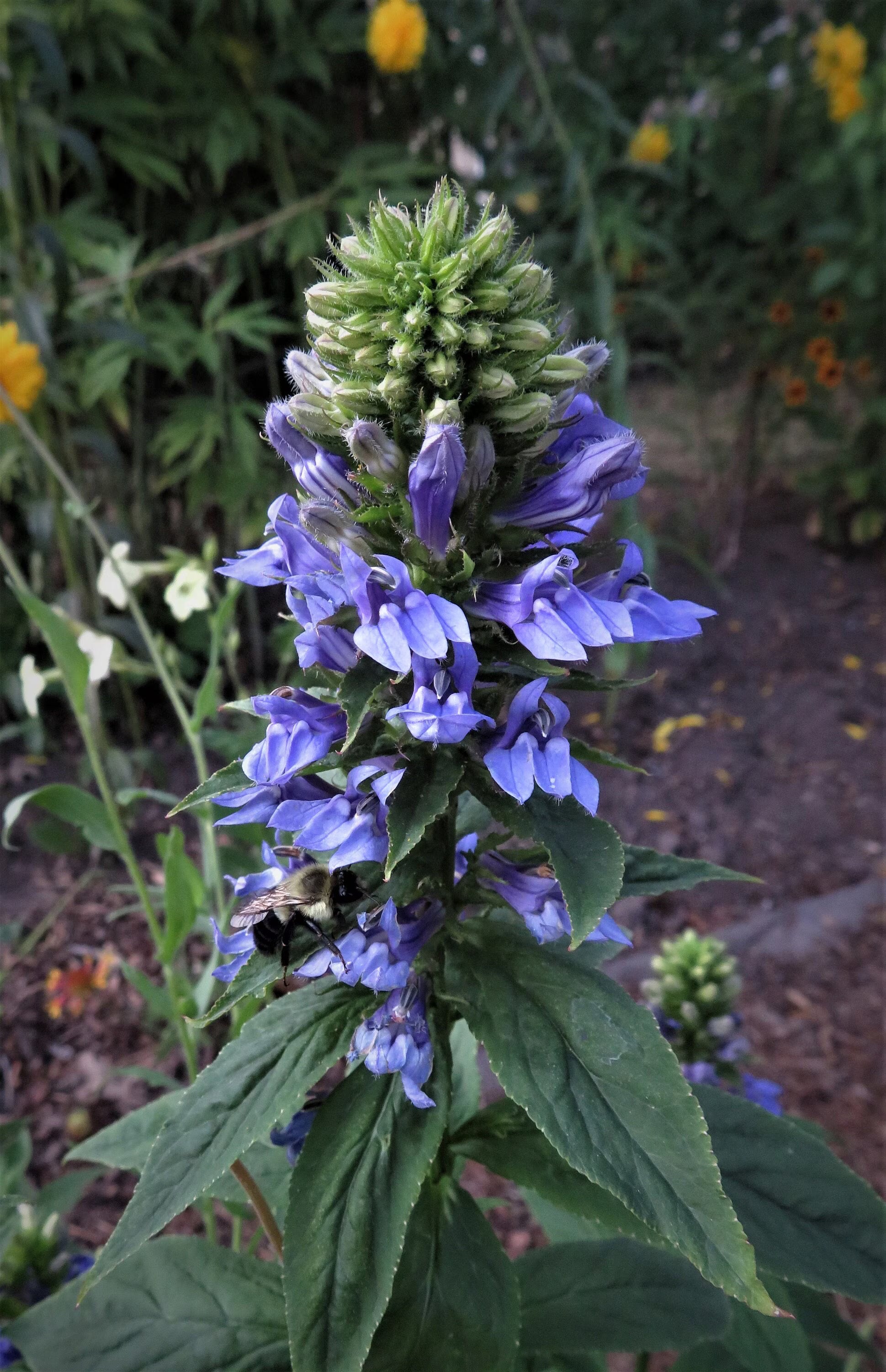Blue cardinal flowering seeds for gardens